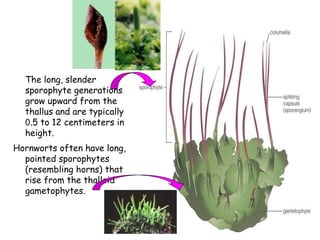 The long, slender
sporophyte generations
grow upward from the
thallus and are typically
0.5 to 12 centimeters in
height.
Hornworts often have long,
pointed sporophytes
(resembling horns) that
rise from the thalloid
gametophytes.
 