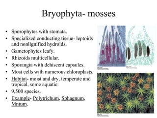 Bryophyta- mosses
• Sporophytes with stomata.
• Specialized conducting tissue- leptoids
and nonlignified hydroids.
• Gametophytes leafy.
• Rhizoids multicellular.
• Sporangia with dehiscent capsules.
• Most cells with numerous chloroplasts.
• Habitat- moist and dry, temperate and
tropical, some aquatic.
• 9,500 species.
• Example- Polytrichum, Sphagnum,
Mnium.
 