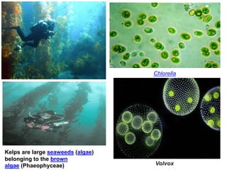 Chlorella
Kelps are large seaweeds (algae)
belonging to the brown
algae (Phaeophyceae) Volvox
 