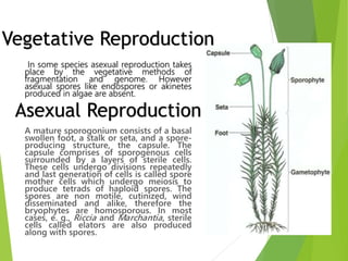 In some species asexual reproduction takes
place by the vegetative methods of
fragmentation and genome. However
asexual spores like endospores or akinetes
produced in algae are absent.
A mature sporogonium consists of a basal
swollen foot, a stalk or seta, and a spore-
producing structure, the capsule. The
capsule comprises of sporogenous cells
surrounded by a layers of sterile cells.
These cells undergo divisions repeatedly
and last generation of cells is called spore
mother cells which undergo meiosis to
produce tetrads of haploid spores. The
spores are non motile, cutinized, wind
disseminated and alike, therefore the
bryophytes are homosporous. In most
cases, e. g., Riccia and Marchantia, sterile
cells called elators are also produced
along with spores.
Asexual Reproduction
Vegetative Reproduction
 