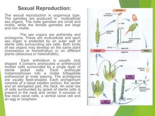 The sexual reproduction is oogamous type.
The gametes are produced in multicellular
sex organs. The male gametes are small and
motile, while the female gametes are large
and non motile.
The sex organs are antheridia and
archegonia. These are multicellular and each
sex organ is protected by an outer wall of
sterile cells surrounding sex cells. Both kinds
of sex organs may develop on the same plant
(monoeious or homothallus) or on different
plants (dioecious or heterothallic).
Each anthridium is usually club
shaped. It contains androcytes or antherozoid
mother cells surrounded by a single layer of
sterile jacket cells. Each androcyte
metamorphoses into a motile biflagellate
antherozoid or male sperms. The archegonia
are usually flask-shaped. Each archigonium
consists of a basal swollen portion, the venter
and an elongated part, the neck. An axial row
of cells surrounded by jacket of sterile cells is
present in the neck and venter. It consists of
few neck canal cells, a ventral canal cell and
an egg or oosphere.
Sexual Reproduction:
 