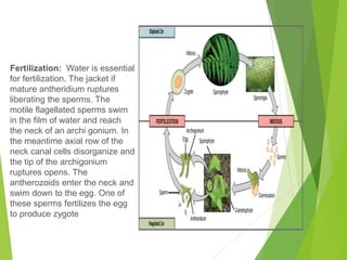 Fertilization: Water is essential
for fertilization. The jacket if
mature antheridium ruptures
liberating the sperms. The
motile flagellated sperms swim
in the film of water and reach
the neck of an archi gonium. In
the meantime axial row of the
neck canal cells disorganize and
the tip of the archigonium
ruptures opens. The
antherozoids enter the neck and
swim down to the egg. One of
these sperms fertilizes the egg
to produce zygote
 