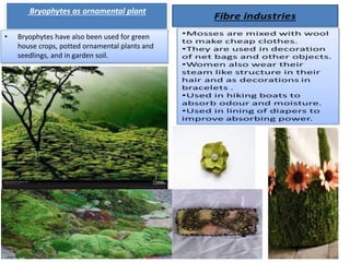 Bryophytes as ornamental plant
• Bryophytes have also been used for green
house crops, potted ornamental plants and
seedlings, and in garden soil.
 