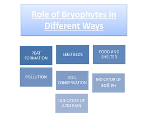 Role of Bryophytes in
Different Ways
PEAT
FORMATION
SEED BEDS
FOOD AND
SHELTER
POLLUTION SOIL
CONSERVATION
INDICATOR OF
soil PH
INDICATOR OF
ACID RAIN
 