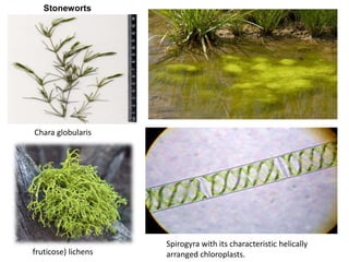 Stoneworts
Chara globularis
Spirogyra with its characteristic helically
arranged chloroplasts.fruticose) lichens
 