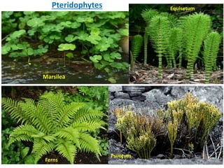 Pteridophytes Equisetum
Marsilea
Ferns
Psilotum
 
