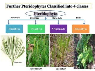 Whisk ferns Club moss Horse tails Ferns
Lycopodium Equisetum
 