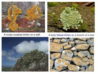 A crusty crustose lichen on a wall A leafy foliose lichen on a branch of a tree
 