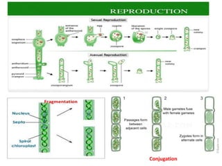 Conjugation
 