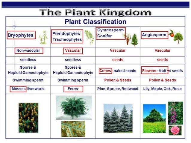 The plant kingdom (alage+bryophyta+pteridophyta)