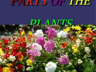 PARTS OF THE
PLANTS

 