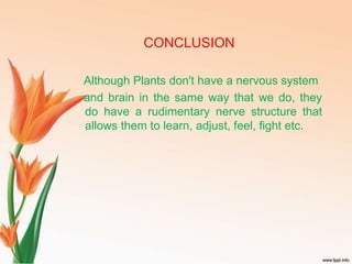 do plants have brain ? | PPTX