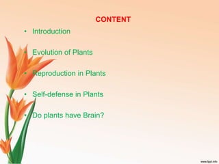 do plants have brain ? | PPTX