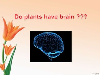 do plants have brain ? | PPTX