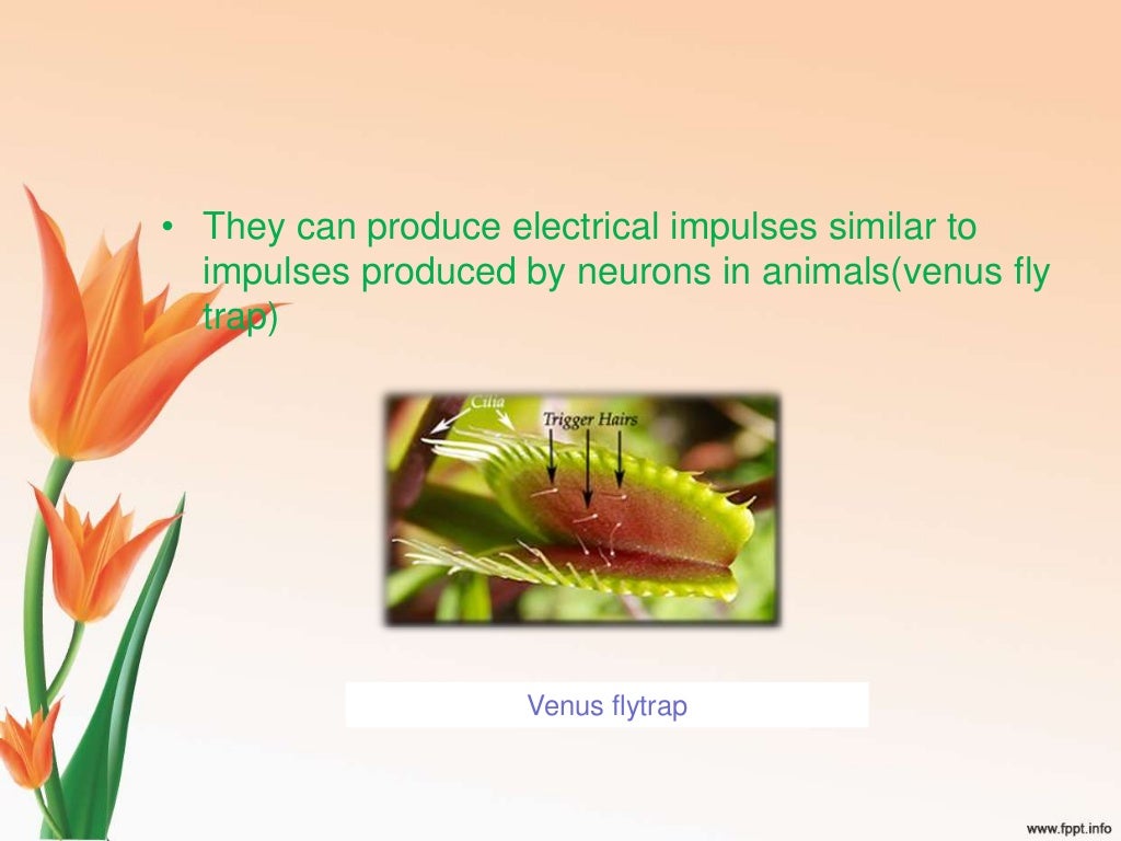 do plants have brain