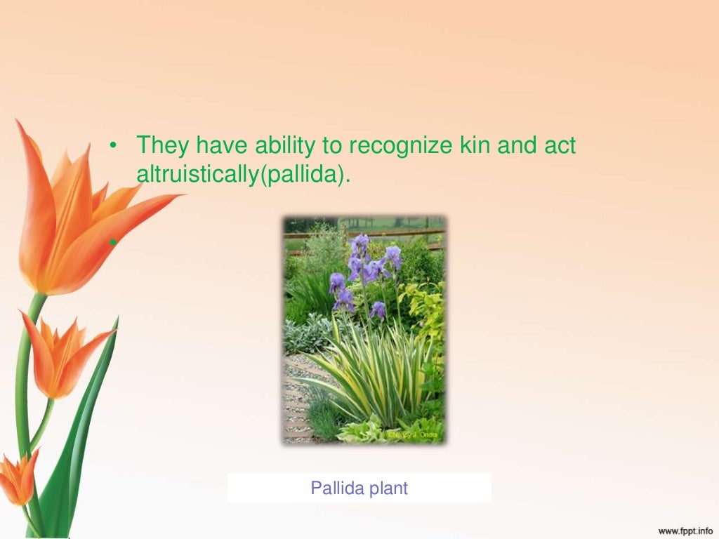 do plants have brain