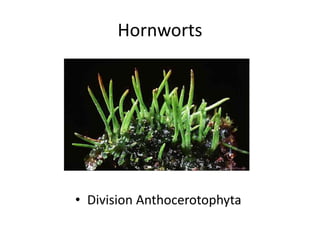 Hornworts
• Division Anthocerotophyta
 