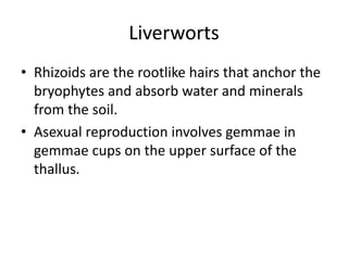 Liverworts
• Rhizoids are the rootlike hairs that anchor the
bryophytes and absorb water and minerals
from the soil.
• Asexual reproduction involves gemmae in
gemmae cups on the upper surface of the
thallus.
 