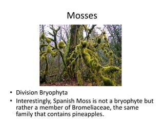 Mosses
• Division Bryophyta
• Interestingly, Spanish Moss is not a bryophyte but
rather a member of Bromeliaceae, the same
family that contains pineapples.
 