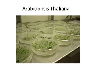Arabidopsis Thaliana
 