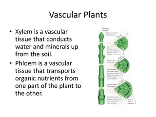 Vascular Plants
• Xylem is a vascular
tissue that conducts
water and minerals up
from the soil.
• Phloem is a vascular
tissue that transports
organic nutrients from
one part of the plant to
the other.
 