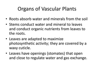 Organs of Vascular Plants
• Roots absorb water and minerals from the soil
• Stems conduct water and mineral to leaves
and conduct organic nutrients from leaves to
the roots.
• Leaves are adapted to maximize
photosynthetic activity; they are covered by a
waxy cuticle.
• Leaves have openings (stomates) that open
and close to regulate water and gas exchange.
 