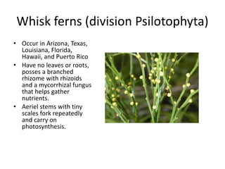 Whisk ferns (division Psilotophyta)
• Occur in Arizona, Texas,
Louisiana, Florida,
Hawaii, and Puerto Rico
• Have no leaves or roots,
posses a branched
rhizome with rhizoids
and a mycorrhizal fungus
that helps gather
nutrients.
• Aeriel stems with tiny
scales fork repeatedly
and carry on
photosynthesis.
 