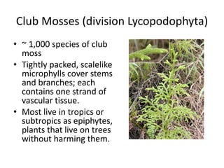 Club Mosses (division Lycopodophyta)
• ~ 1,000 species of club
moss
• Tightly packed, scalelike
microphylls cover stems
and branches; each
contains one strand of
vascular tissue.
• Most live in tropics or
subtropics as epiphytes,
plants that live on trees
without harming them.
 