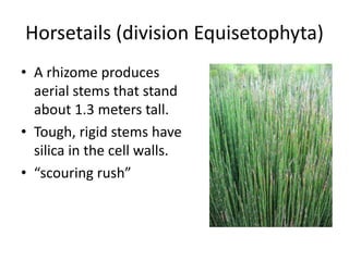 Horsetails (division Equisetophyta)
• A rhizome produces
aerial stems that stand
about 1.3 meters tall.
• Tough, rigid stems have
silica in the cell walls.
• “scouring rush”
 