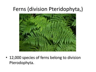 Ferns (division Pteridophyta,)
• 12,000 species of ferns belong to division
Pterodophyta.
 