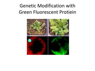 Genetic Modification with
Green Fluorescent Protiein
 