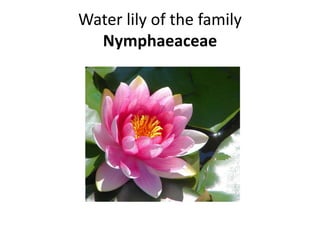 Water lily of the family
Nymphaeaceae
 