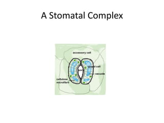 A Stomatal Complex
 