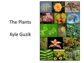 The Plants
Kyle Guzik
 