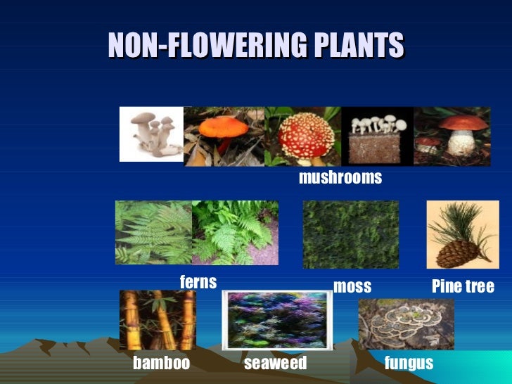 Define non flowering plants Idea