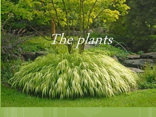 The plantts
 