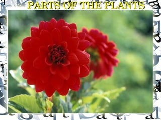 PARTS OF THE PLANTS

 
