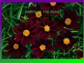 PARTS OF THE PLANT

 
