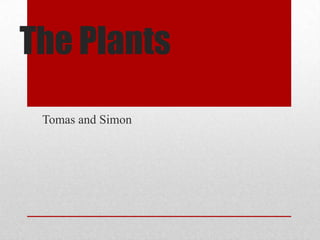 The Plants
Tomas and Simon
 