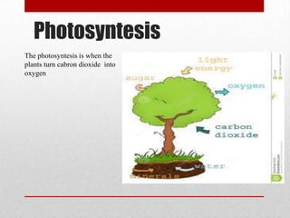 Photosyntesis
The photosyntesis is when the
plants turn cabron dioxide into
oxygen
 