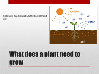 What does a plant need to
grow
The plants need sunlight,nutrients,water and
soil
 
