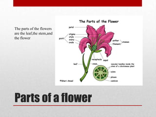 Parts of a flower
The parts of the flowers
are the leaf,the stem,and
the flower
 