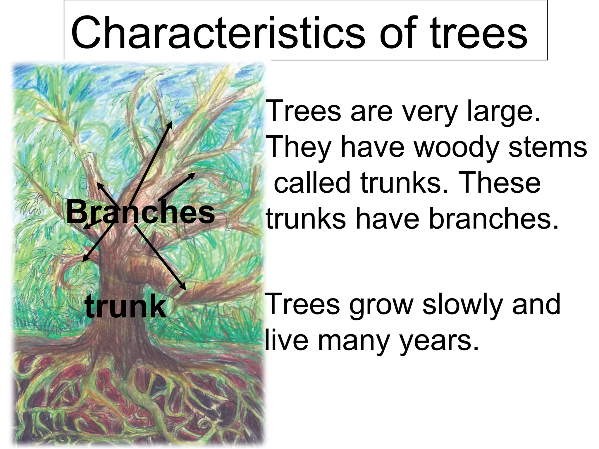 Tree 5 Features The plants unit3 5º grade | PPT