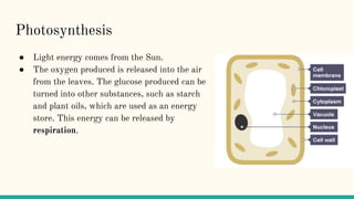 Photosynthesis
● Light energy comes from the Sun.
● The oxygen produced is released into the air
from the leaves. The glucose produced can be
turned into other substances, such as starch
and plant oils, which are used as an energy
store. This energy can be released by
respiration.
 