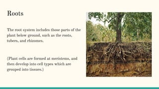 The plant system | PDF