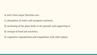 A root's four major functions are:
1) absorption of water and inorganic nutrients,
2) anchoring of the plant body to the ground, and supporting it,
3) storage of food and nutrients,
4) vegetative reproduction and competition with other plants
 