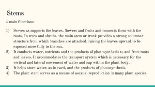 Stems
4 main functions:
1) Serves as supports the leaves, flowers and fruits and connects them with the
roots. In trees and shrubs, the main stem or trunk provides a strong columnar
structure from which branches are attached, raising the leaves upward to be
exposed more fully to the sun.
2) It conducts water, nutrients and the products of photosynthesis to and from roots
and leaves. It accommodates the transport system which is necessary for the
vertical and lateral movement of water and sap within the plant body.
3) It helps store water, as in cacti, and the products of photosynthesis.
4) The plant stem serves as a means of asexual reproduction in many plant species.
 