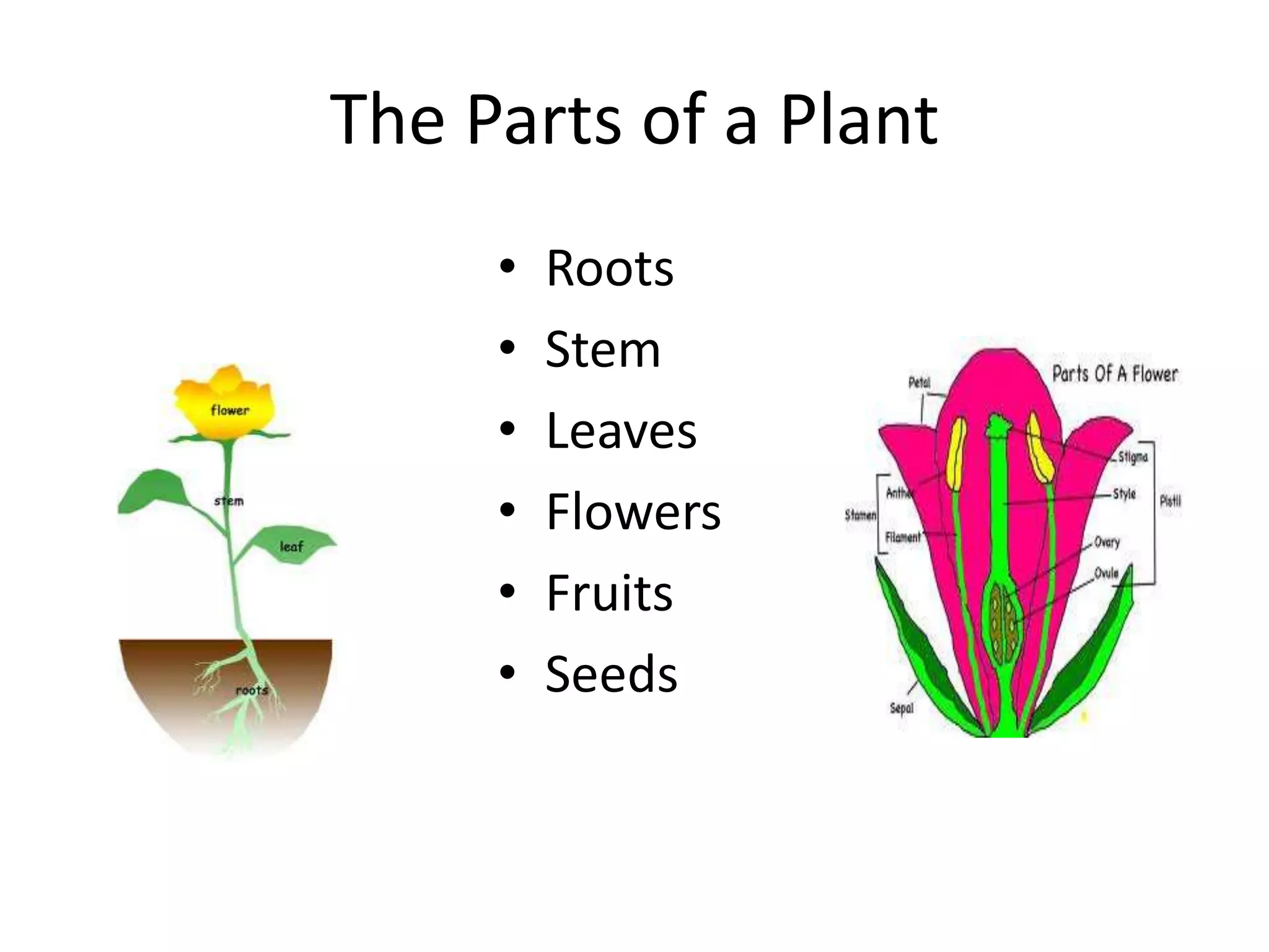 The plant transport system | PPTX | Gardening | Home & Garden
