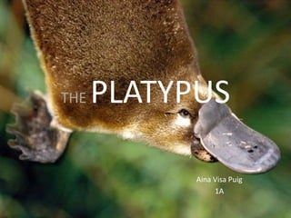 THE   PLATYPUS

            Aina Visa Puig
                 1A
 