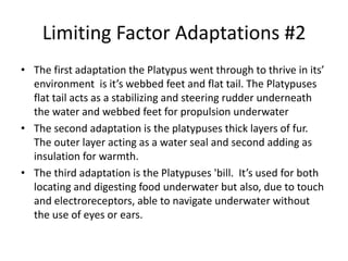 Limiting Factor Adaptations #2
• The first adaptation the Platypus went through to thrive in its’
  environment is it’s webbed feet and flat tail. The Platypuses
  flat tail acts as a stabilizing and steering rudder underneath
  the water and webbed feet for propulsion underwater
• The second adaptation is the platypuses thick layers of fur.
  The outer layer acting as a water seal and second adding as
  insulation for warmth.
• The third adaptation is the Platypuses 'bill. It’s used for both
  locating and digesting food underwater but also, due to touch
  and electroreceptors, able to navigate underwater without
  the use of eyes or ears.
 
